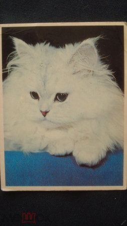 Календарь. "Кошка ангорская". 1995 г.