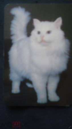 Календарь. "Кошка сибирская белая". 1997 г.