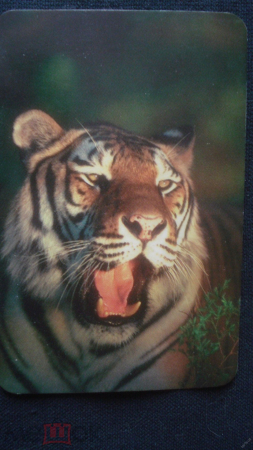 Календарь. "Тигр". 1998 г.