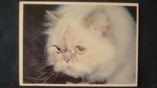 Календарь. "Кошка персидская". 1994 г.