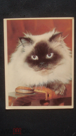 Календарь. "Кошка". 1995 г.