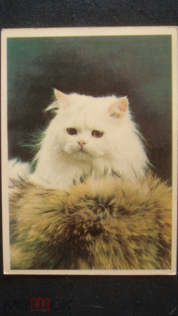 Календарь. "Кошка ангорская". 1994 г.