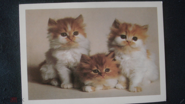 Календарь. "Три котёнка". 1998 г.