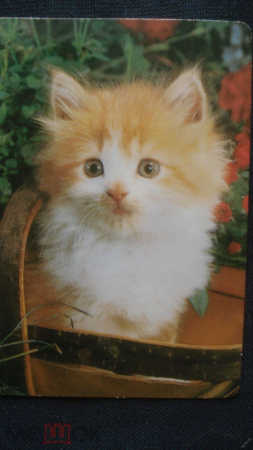 Календарь. "Котёнок". 1998 г.