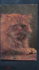 Календарь. "Кот". 1997 г.