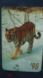 Календарь. "Тигр амурский". 1998 г.
