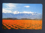 Казахстан тюльпаны горы песня 1991