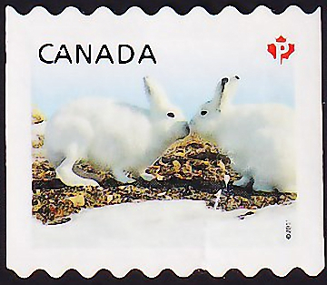Канада 2011 год . Полярный заяц (Lepus timidus) . Каталог 1,0 €.