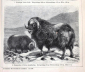 Овцы козы 2 страницы из Энциклопедии Брокгауза 14 х 21,5 см лист 15,5 х 25 см - вид 3