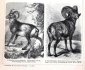 Овцы козы 2 страницы из Энциклопедии Брокгауза 14 х 21,5 см лист 15,5 х 25 см - вид 5