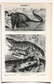 Словарь Мейера Германия Крокодилы две страницы 13 х 21 см лист 15 х 24 см