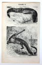 Словарь Мейера Германия Крокодилы две страницы 13 х 21 см лист 15 х 24 см - вид 1