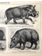 Свиньи лист из Энциклопедии Брокгауза 21 х 13,5 см лист 25 х 15 см - вид 2