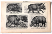 Свиньи лист из Энциклопедии Брокгауза 21 х 13,5 см лист 25 х 15 см