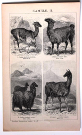 Верблюды 2 страницы из Энциклопедии Брокгауза 13,3 х 21 см лист 15,5 х 25 см