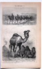 Верблюды 2 страницы из Энциклопедии Брокгауза 13,3 х 21 см лист 15,5 х 25 см - вид 1
