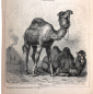 Верблюды 2 страницы из Энциклопедии Брокгауза 13,3 х 21 см лист 15,5 х 25 см - вид 3