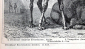 Верблюды 2 страницы из Энциклопедии Брокгауза 13,3 х 21 см лист 15,5 х 25 см - вид 4