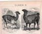 Верблюды 2 страницы из Энциклопедии Брокгауза 13,3 х 21 см лист 15,5 х 25 см - вид 5