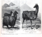Верблюды 2 страницы из Энциклопедии Брокгауза 13,3 х 21 см лист 15,5 х 25 см - вид 6