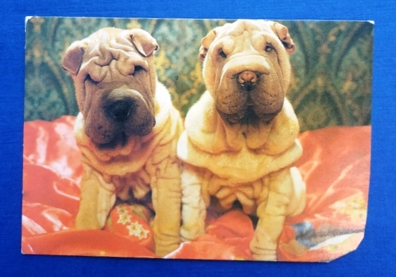 Календарь Год собаки 1994