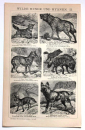 Дикие собаки и гиены 2 страницы из Энциклопедии Брокгауза 14 х 21,5 см лист 15,5 х 25 см - вид 1