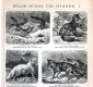 Дикие собаки и гиены 2 страницы из Энциклопедии Брокгауза 14 х 21,5 см лист 15,5 х 25 см - вид 2