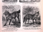 Дикие собаки и гиены 2 страницы из Энциклопедии Брокгауза 14 х 21,5 см лист 15,5 х 25 см - вид 3
