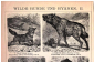 Дикие собаки и гиены 2 страницы из Энциклопедии Брокгауза 14 х 21,5 см лист 15,5 х 25 см - вид 4