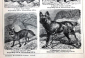 Дикие собаки и гиены 2 страницы из Энциклопедии Брокгауза 14 х 21,5 см лист 15,5 х 25 см - вид 5