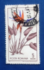 Румыния 1965 Цветок райской птицы Sc# 1779 Used