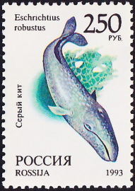 Россия 1993 год . Фауна мира . Серый кит .