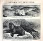 Тюлени и морские котики лист из Энциклопедии Брокгауза 13,5 х 21 см лист 16 х 25 см - вид 1
