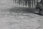 Людвиг Бекманн  Пудель со шнуровой шерстью 23 х 15.2 см лист 24.5 х 17.5 см - вид 1