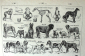 Породы собак гравюра из Большого универсального словаря ΧΙΧ века Пьера Ларусса 16 х 16 см - вид 1