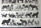 Породы собак гравюра из Большого универсального словаря ΧΙΧ века Пьера Ларусса 16 х 16 см - вид 2