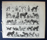 Породы собак гравюра из Большого универсального словаря ΧΙΧ века Пьера Ларусса 16 х 16 см