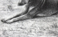 Людвиг Бекманн  Дикие собаки динго 18,3 х 12 см лист 26 х 15.5 см - вид 1