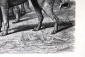 Людвиг Бекманн  Дикие собаки динго 18,3 х 12 см лист 26 х 15.5 см - вид 2