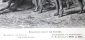 Людвиг Бекманн  Дикие собаки динго 18,3 х 12 см лист 26 х 15.5 см - вид 3