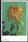 Открытка Китай Хризантемы. Корона золотой зари, флора, цветы чистая