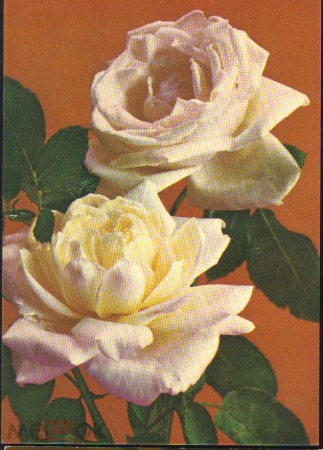 Открытка СССР 1975 г. Роза чайно-гибридная фото. В. Костенко ДМПК чистая