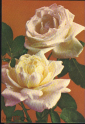 Открытка СССР 1975 г. Роза чайно-гибридная фото. В. Костенко ДМПК чистая - вид 2