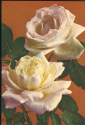 Открытка СССР 1975 г. Роза чайно-гибридная фото. В. Костенко ДМПК чистая - вид 4