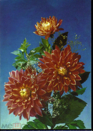 Открытка СССР 1992 г. Букет, цветы, фото И. Дергилева ДМПК чистая К002