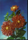 Открытка СССР 1992 г. Букет, цветы, фото И. Дергилева ДМПК чистая К002