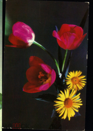 Открытка СССР 1977 г. Букет, цветы, фото Данилкина чистая К002