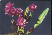 Открытка СССР 1968 г. Цветущий кактус. Фото Ю.Егорова. ДМПК чистая