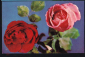 Открытка СССР 1969 г. Розы, алыве, розовые, красные, цветы, флора. фото Б. Круцко чистая - вид 2