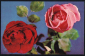 Открытка СССР 1969 г. Розы, алыве, розовые, красные, цветы, флора. фото Б. Круцко чистая - вид 3